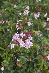 Abelia Grand Pink